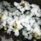 Violets in the snow