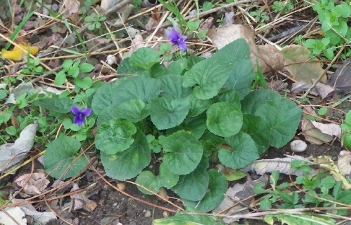 Violets on 20th December