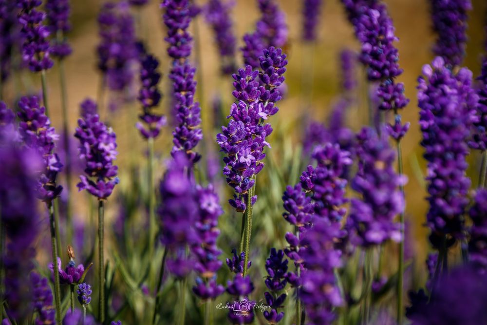 Violett Foto & Bild nah & makro, sonstiges, techniken Bilder auf