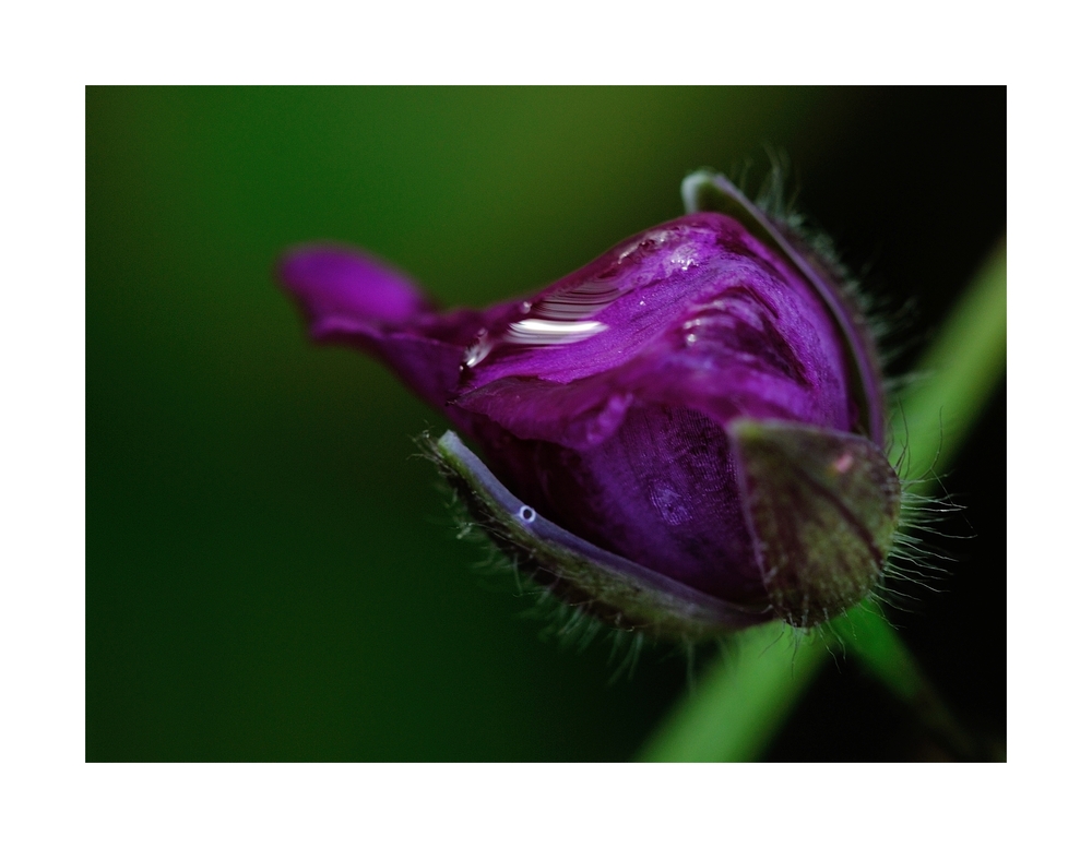 Violett auf Grün