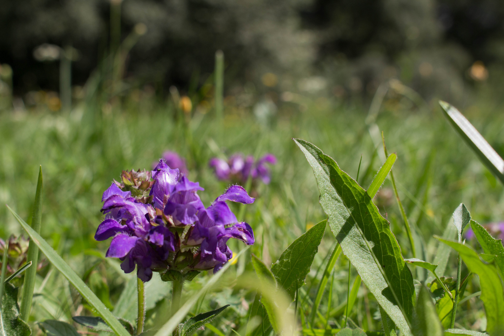 Violett auf Grün