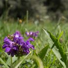 Violett auf Grün