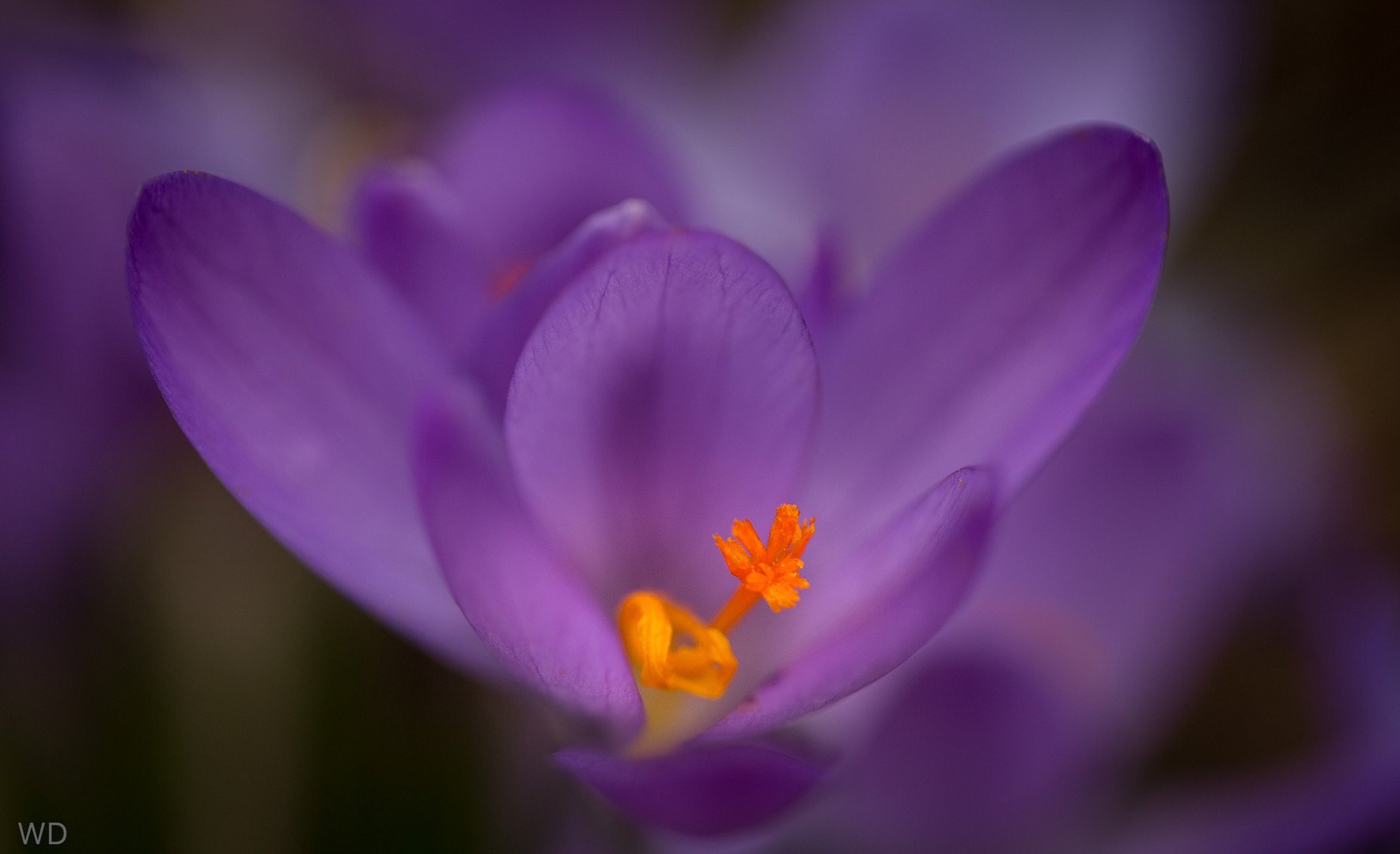 Violett Foto & Bild jahreszeiten, frühling, makro Bilder auf