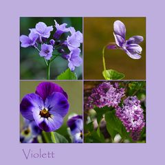 VIOLETT...