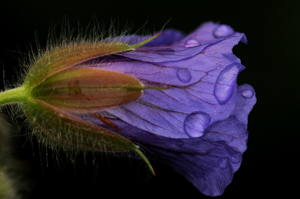 violett bis blau