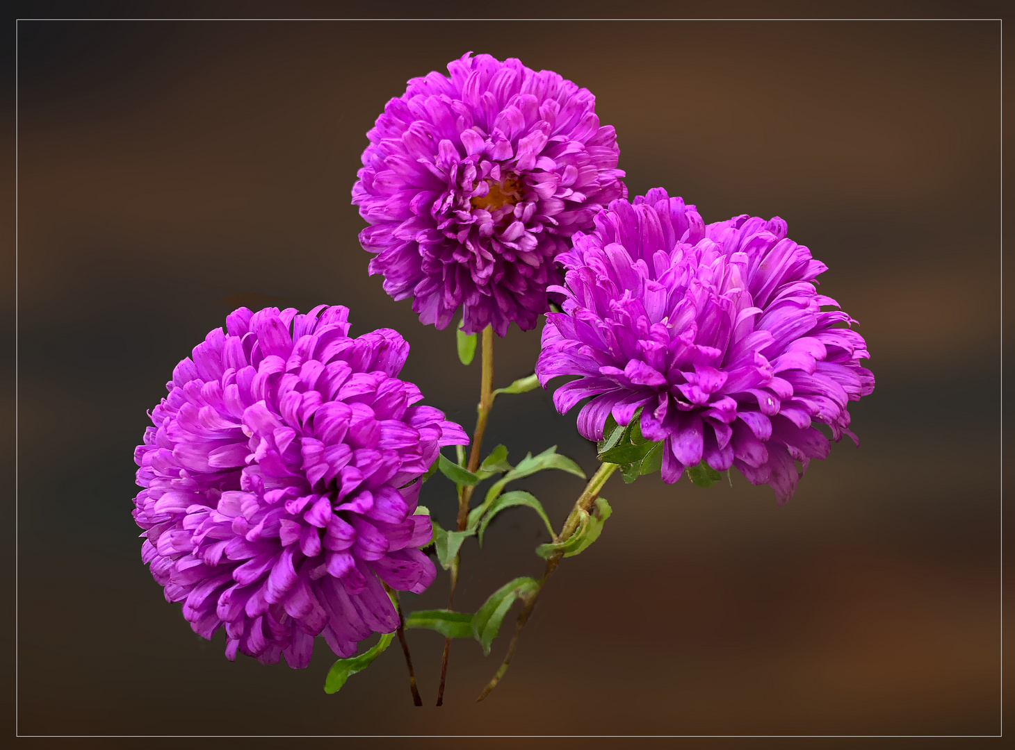 violett-blaue Sommerastern (Callistephus chinensis)