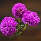 violett-blaue Sommerastern (Callistephus chinensis)