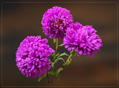 violett-blaue Sommerastern (Callistephus chinensis)