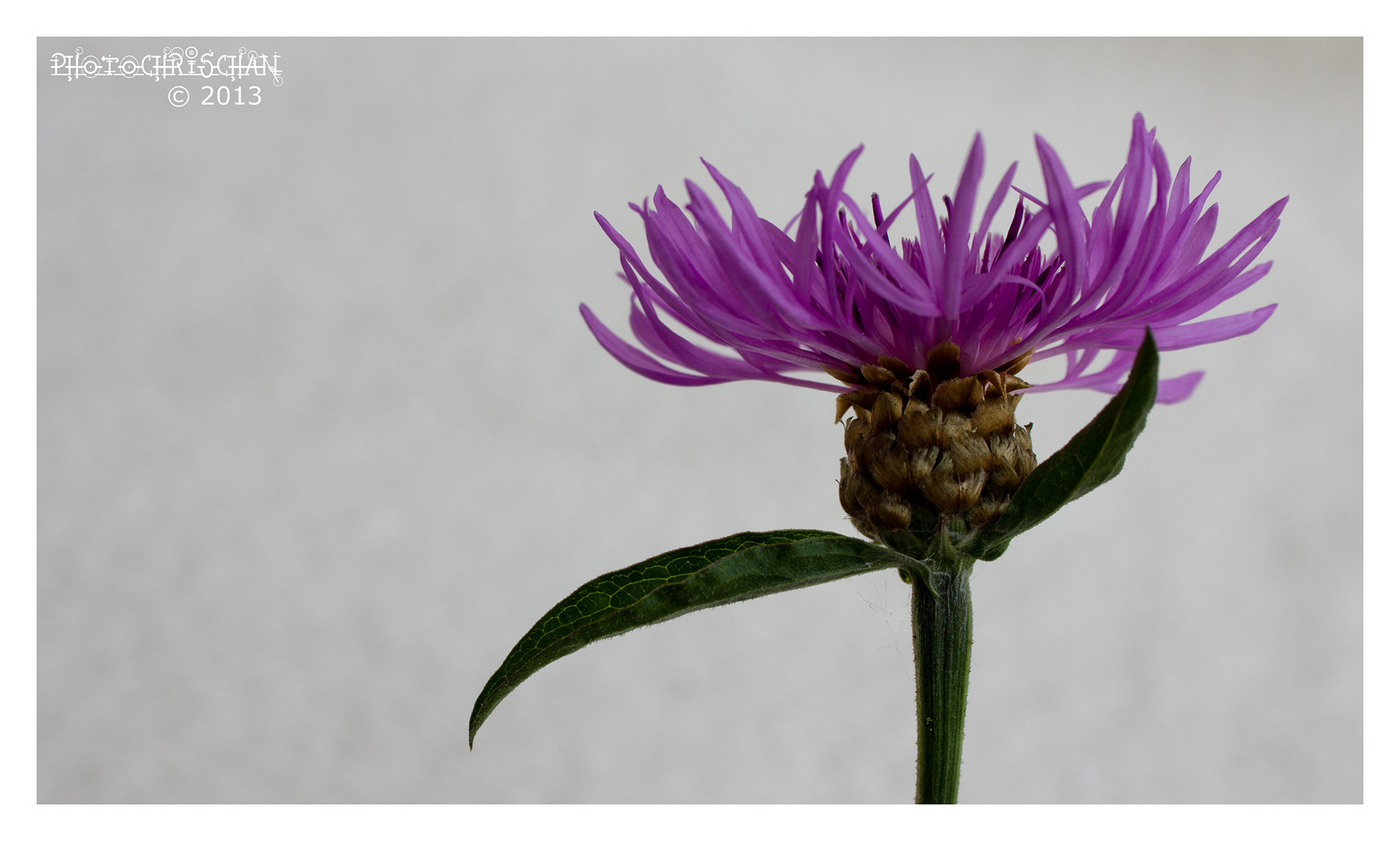 .: violett :. (Centaurea)
