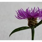 .: violett :. (Centaurea)