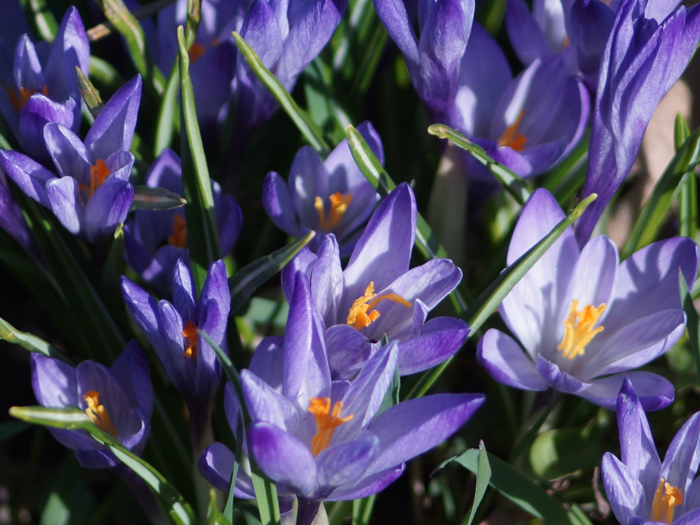 Violett crocuses - violette Krokusse