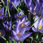 Violett crocuses - violette Krokusse