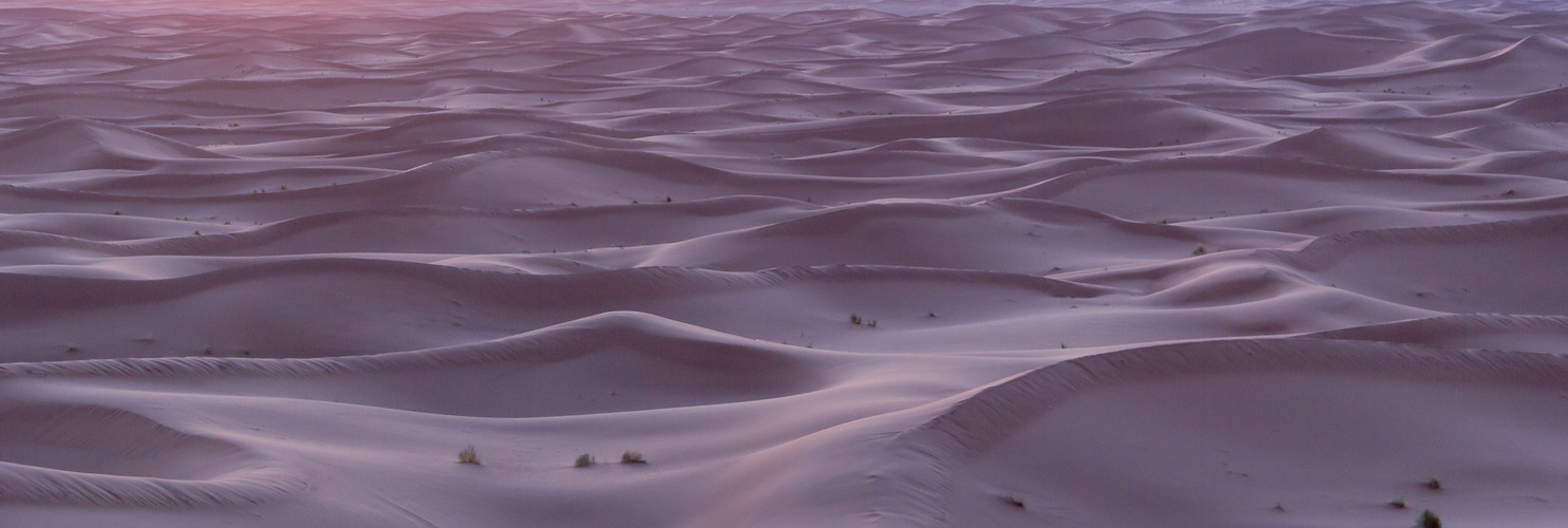 Violett Desert