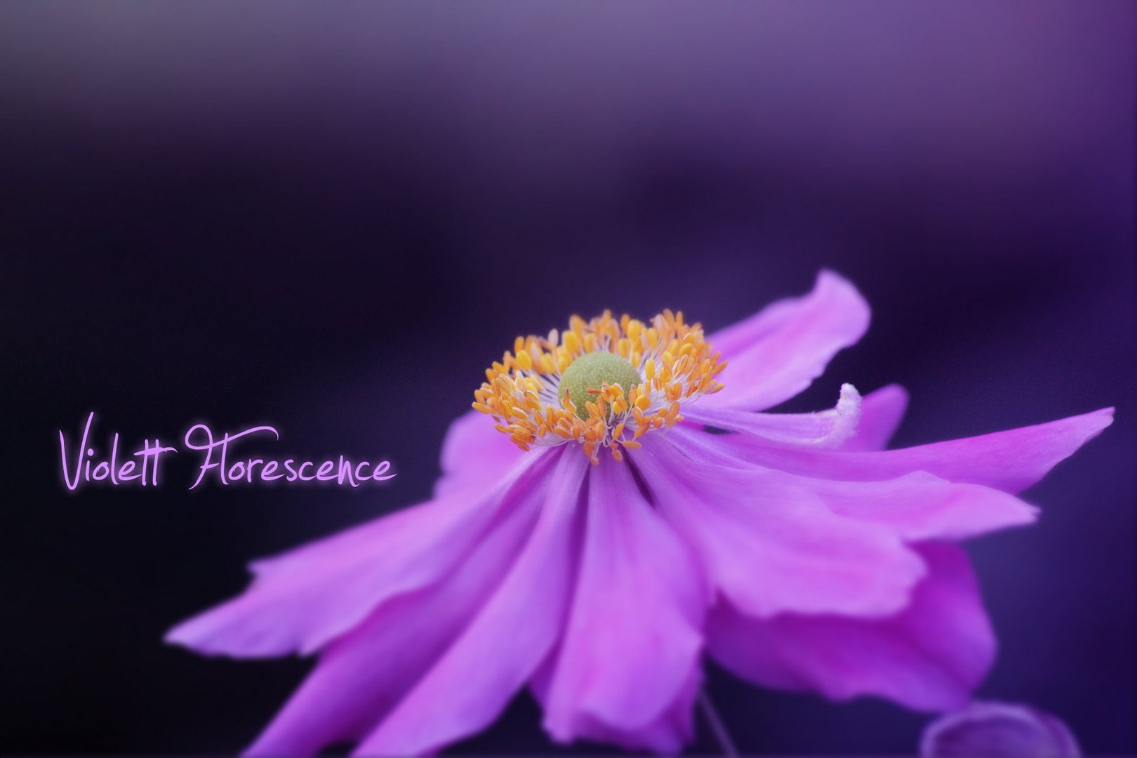 Violett Florescence