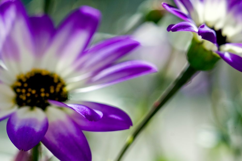 violett flowers I