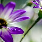 violett flowers I