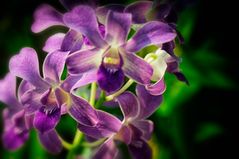 Violett - Freilebende Orchideen