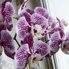 violett gepunktete Phalaenopsis