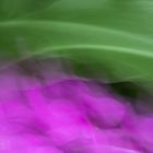 Violett-Grüner Freischwung