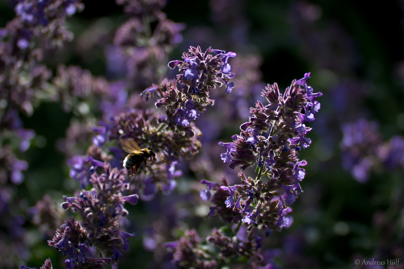 violett honey