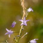 Violett im Sonnenschein