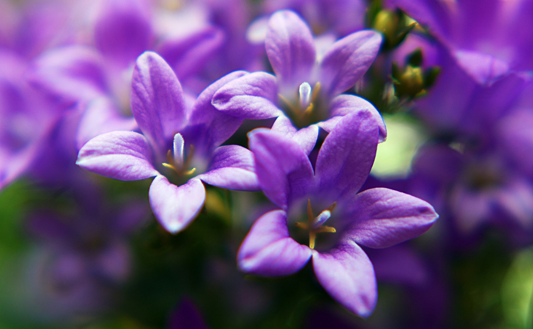 violett macro flower