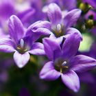 violett macro flower