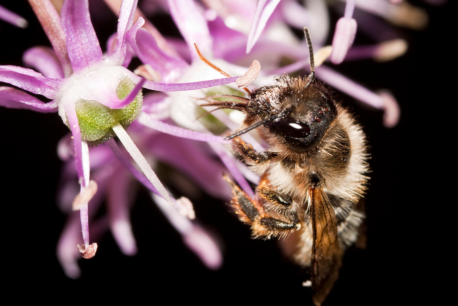 Violett mit Biene