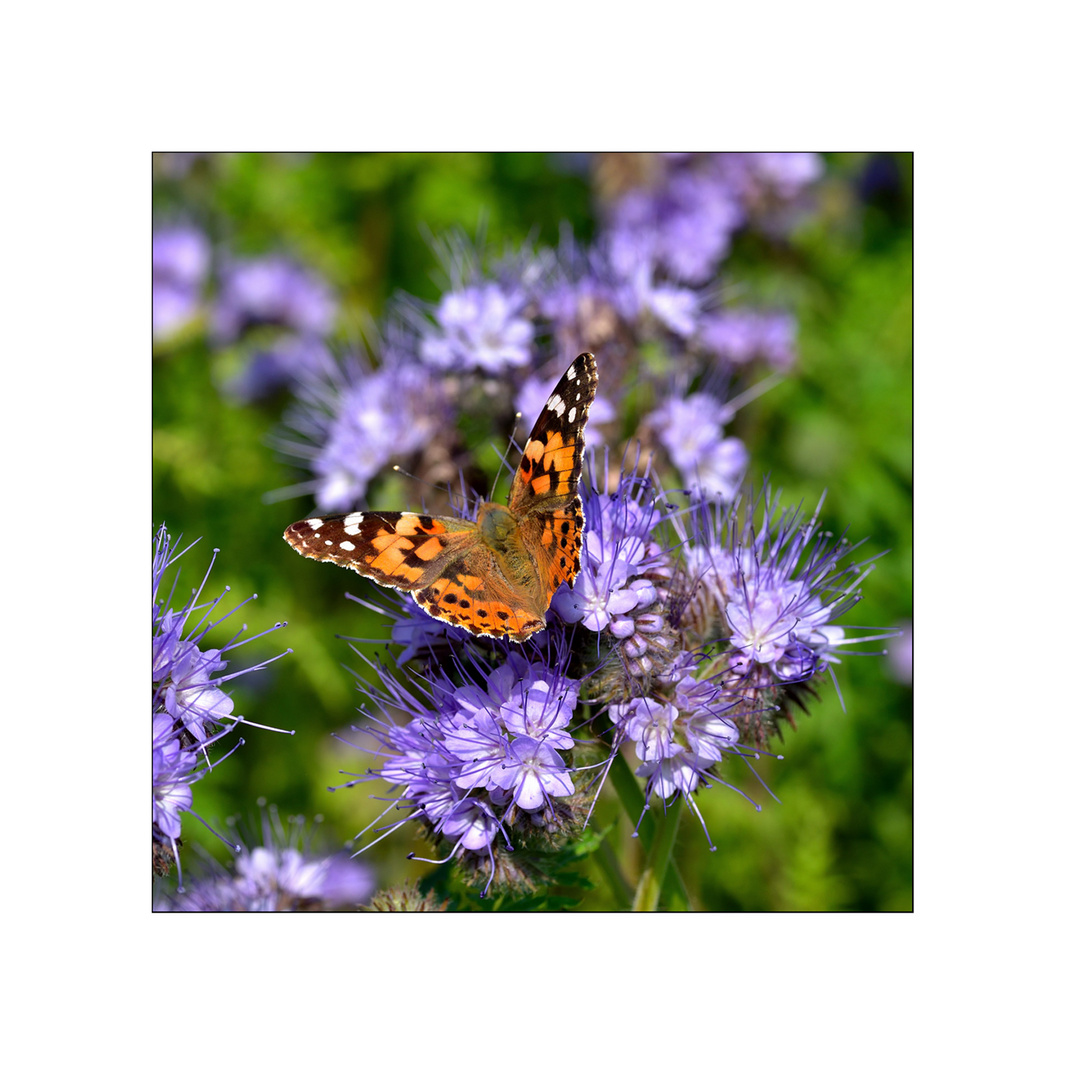 Violett mit Schmetterling