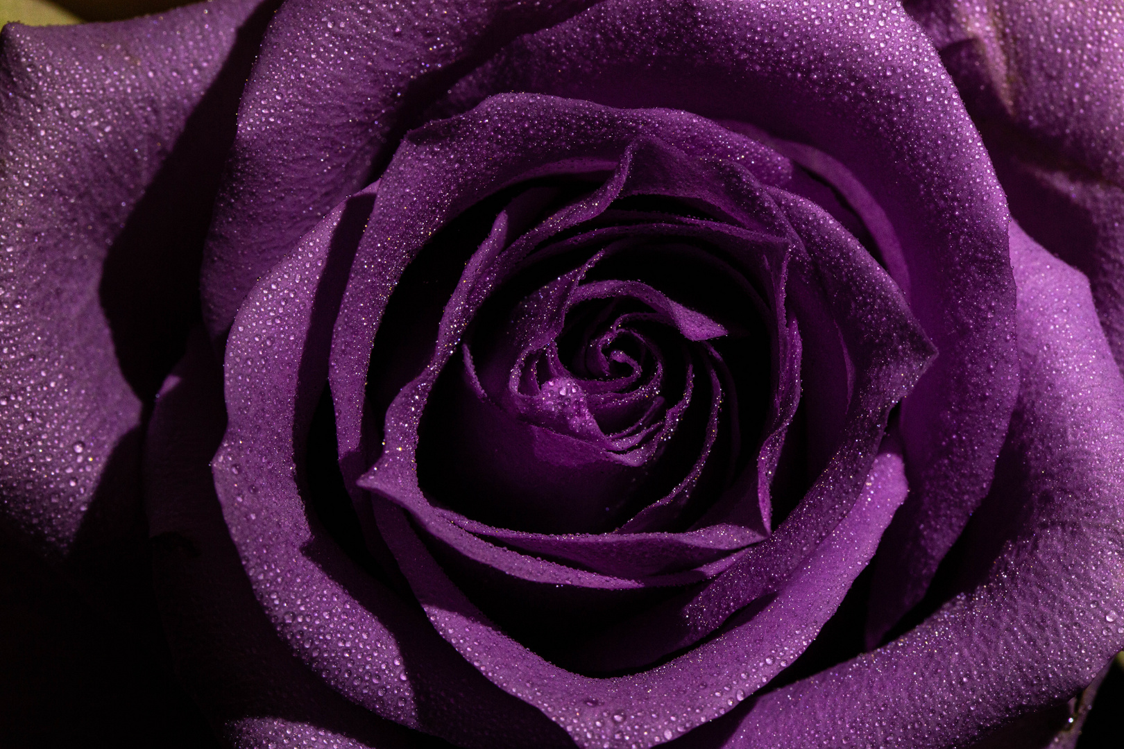 Violett-Rose