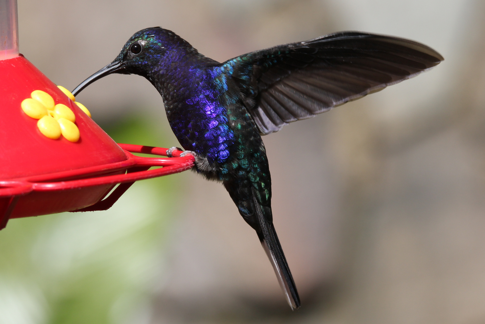 Violett Sabrewing- Kolibri