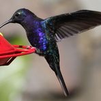Violett Sabrewing- Kolibri