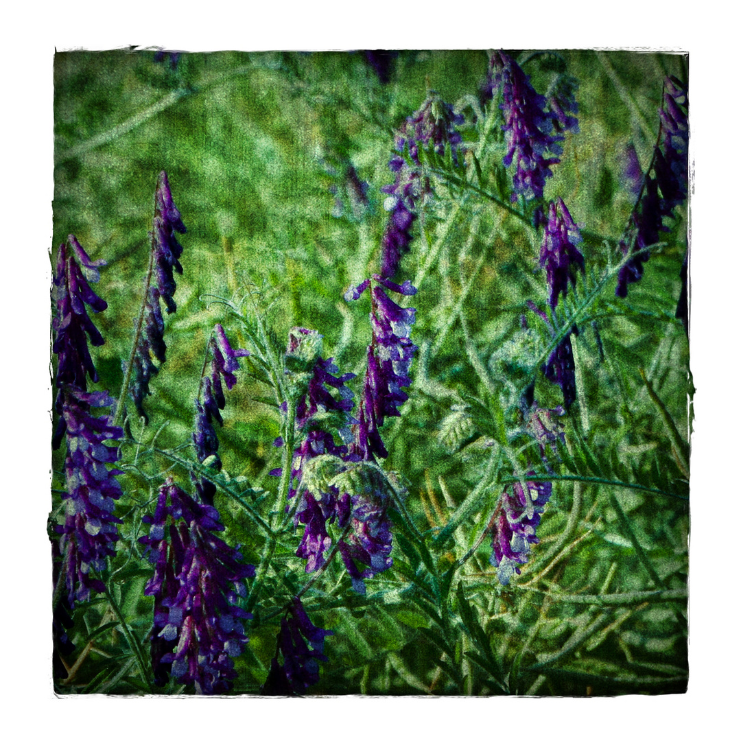 violett summer N° 3