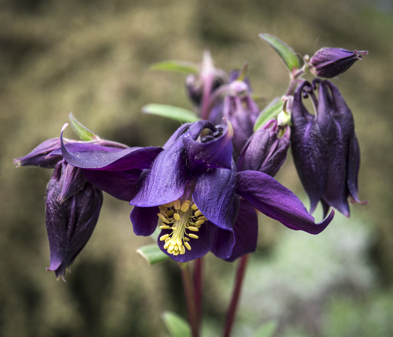 violett und gelb