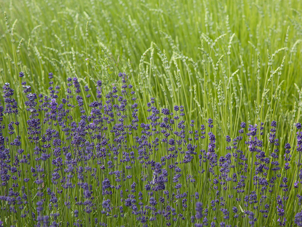 Violett vor grün