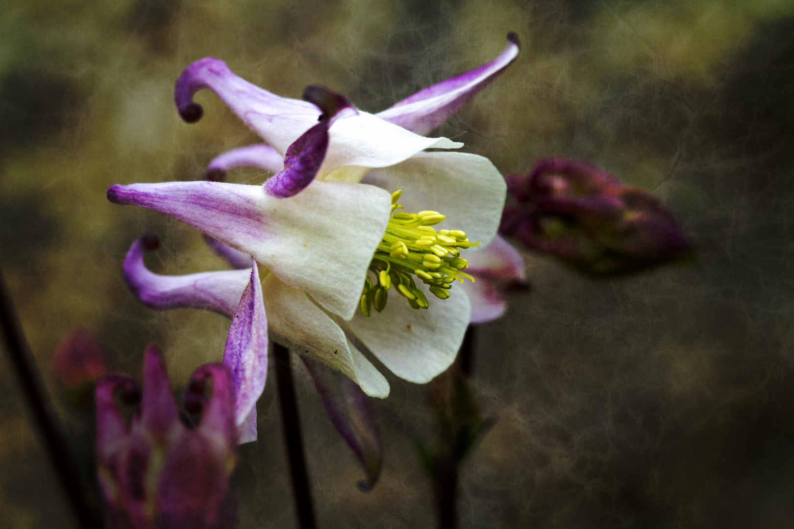 Violett-Weiss