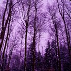 violett wonderland..