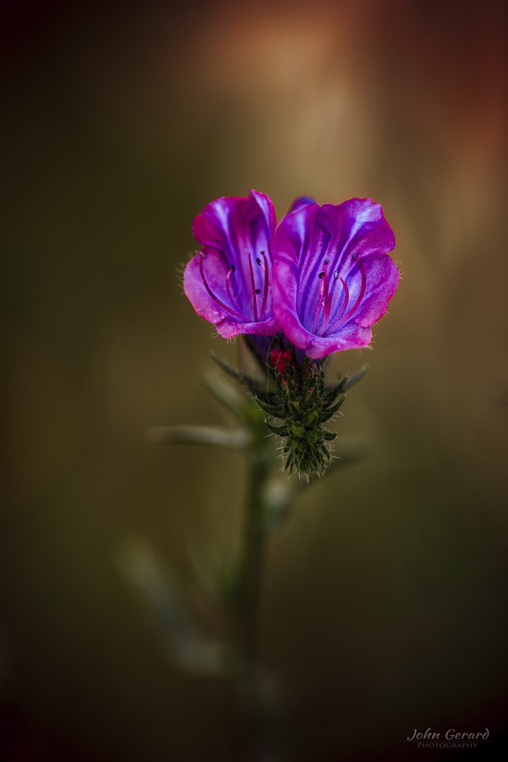 Violetta