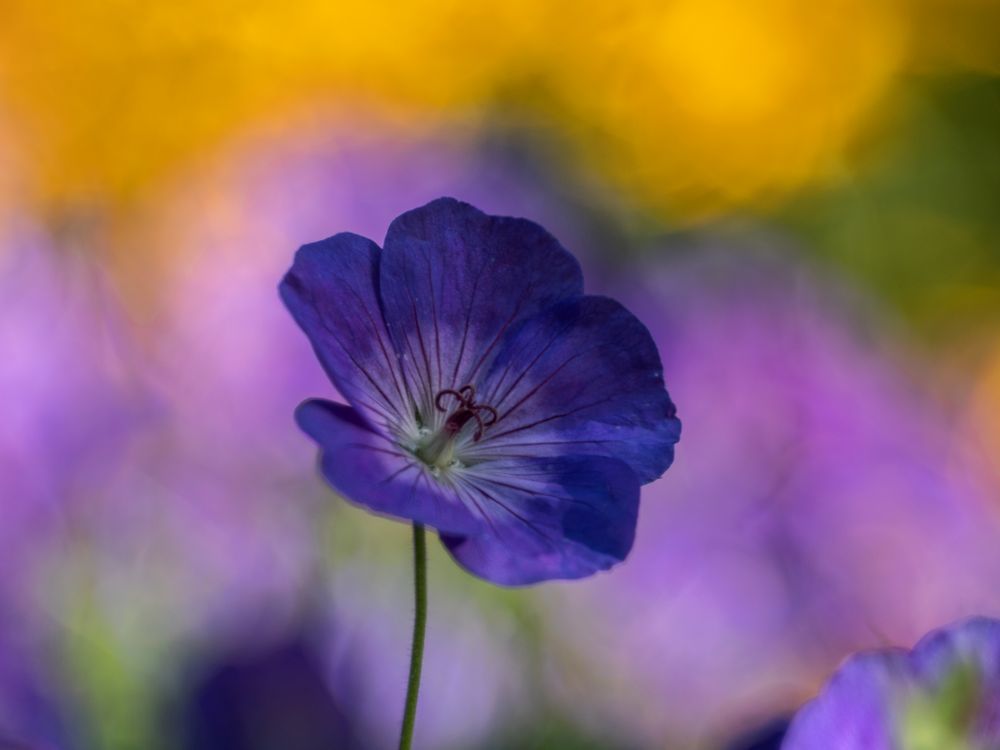 Violetta... Foto & Bild industrie und technik, pflanzen, pilze