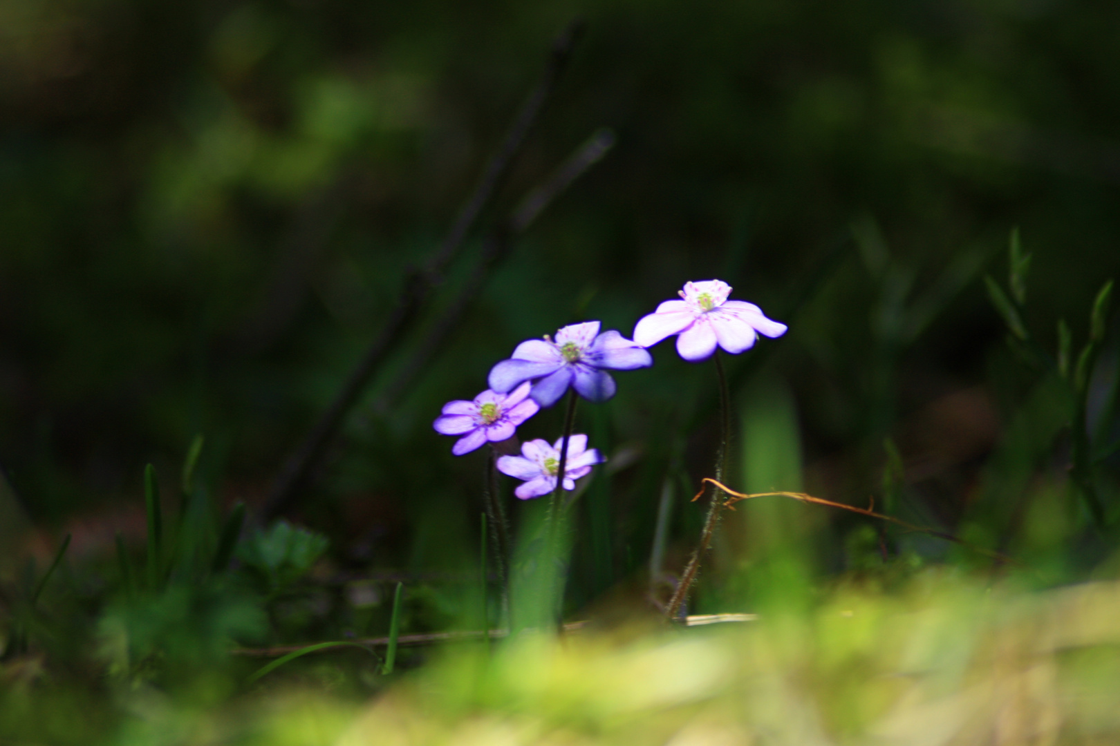 violetta