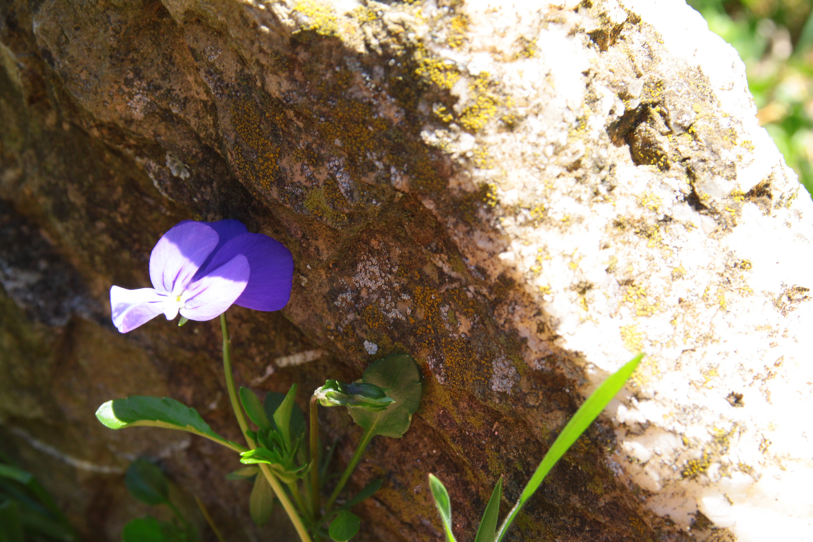 Violetta