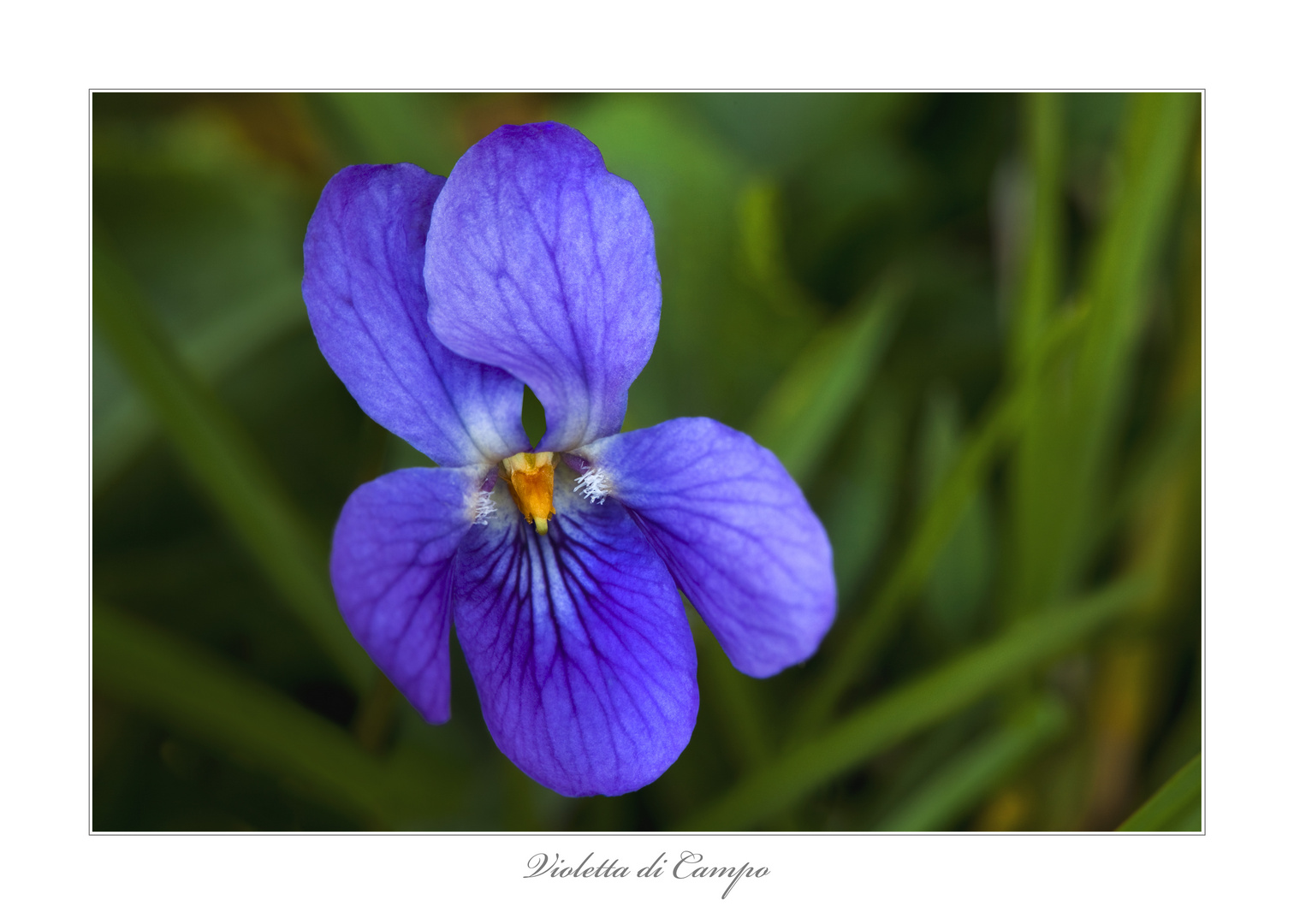 Violetta di Campo