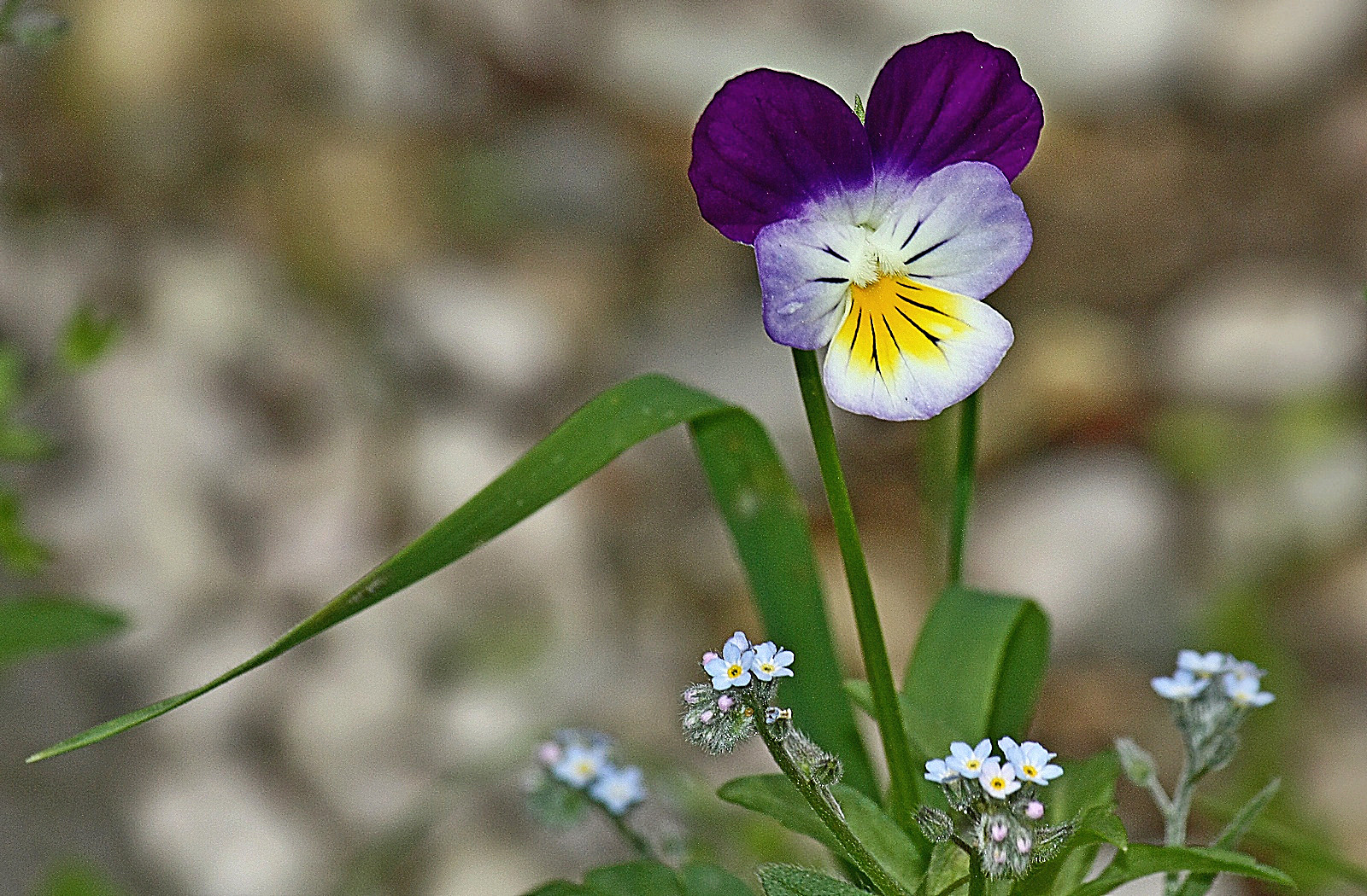 Violetta e "occhi della Madonna"