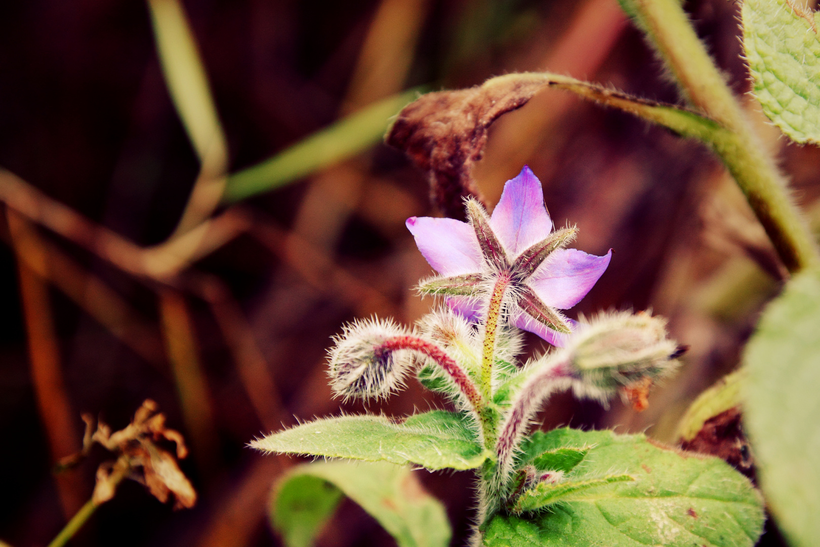 Violetta