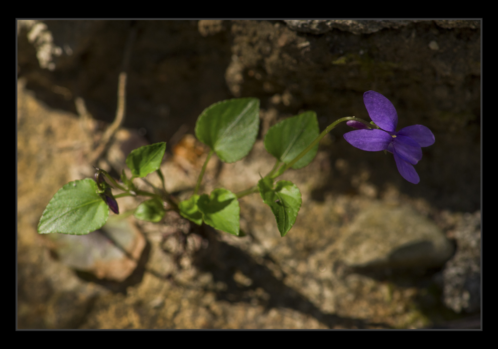 Violetta selvatica