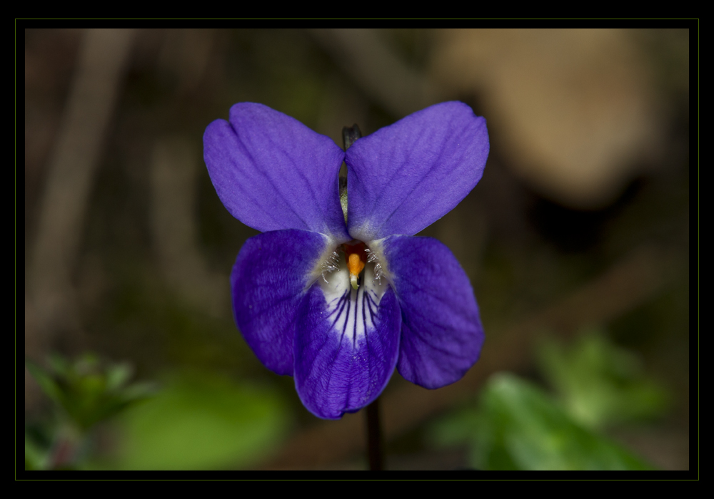 Violetta selvatica