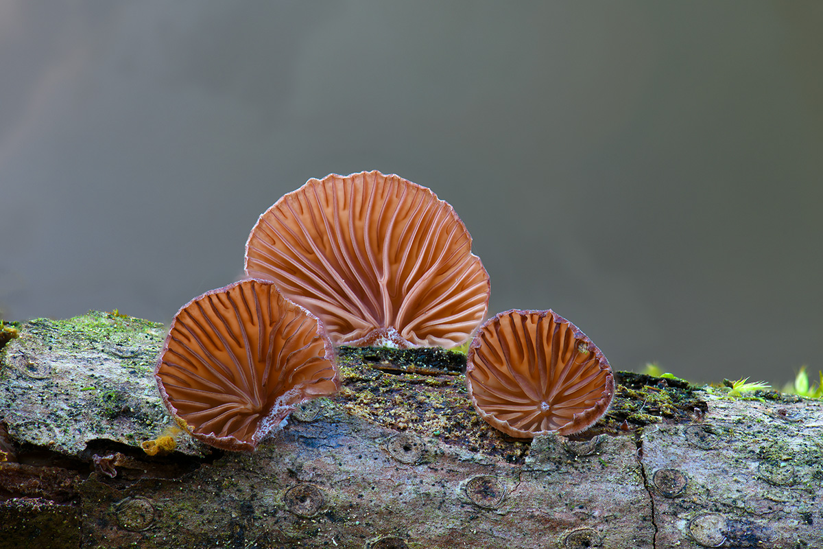 Violettblätriger Zwergkneulinge