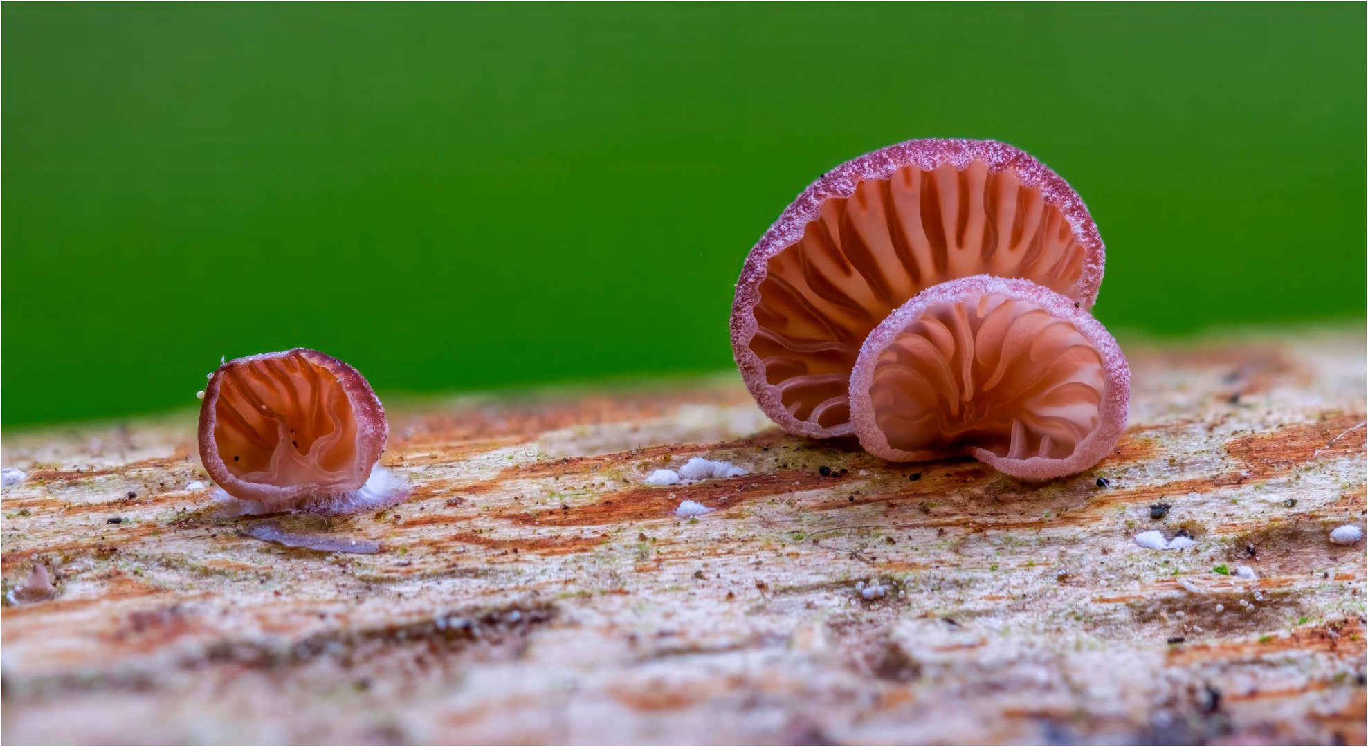 Violettblättriger Zwergknäueling (Panellus violaceofulvus)