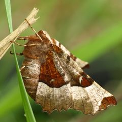 Violettbraunen Mondfleckspanner,(Selenia tetralunaria)