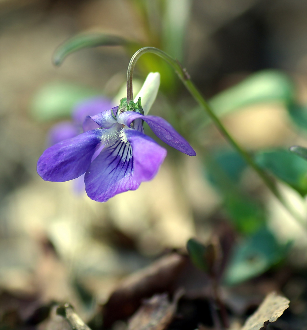 violette